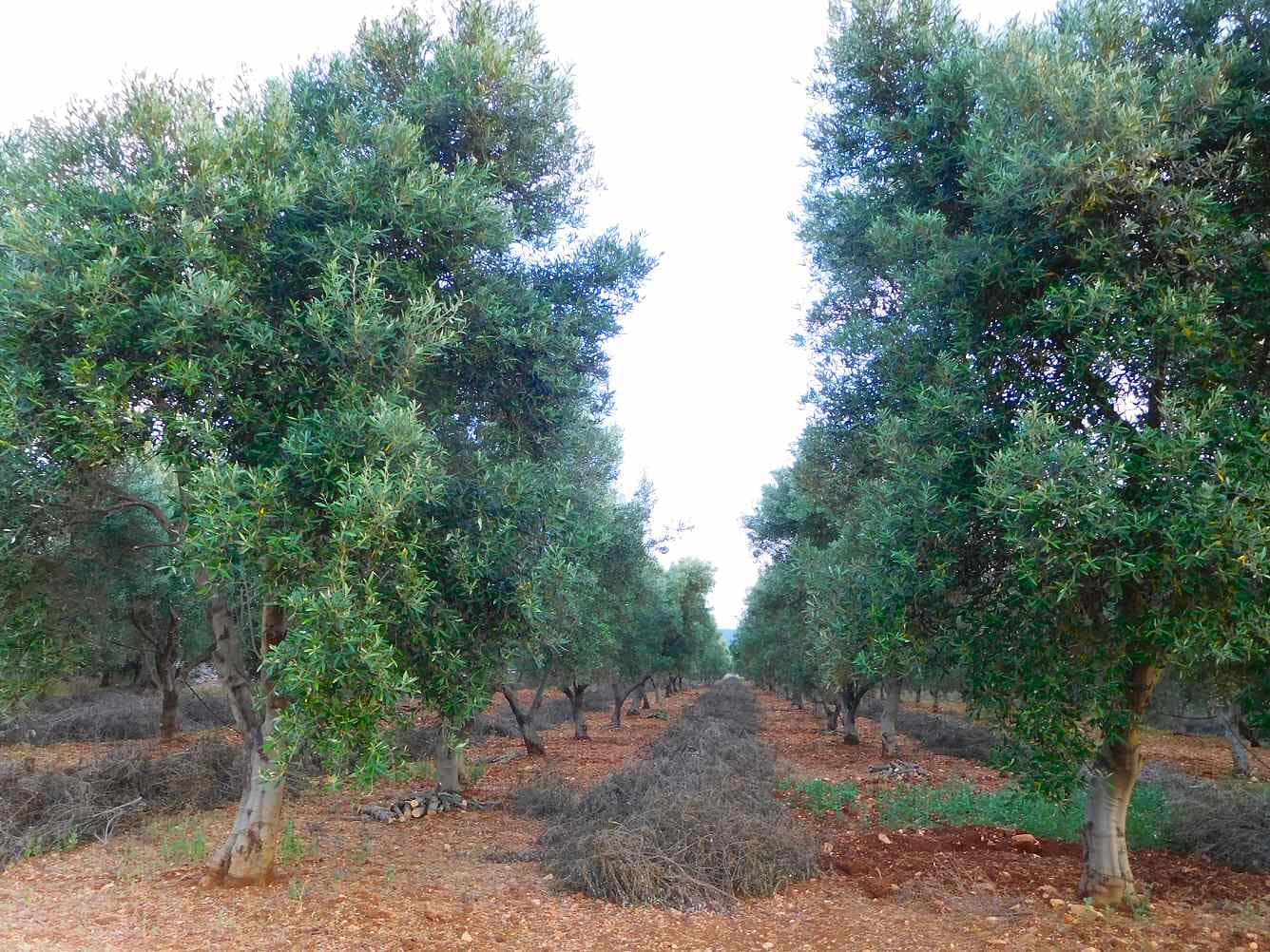 Olivenhain bei Ostuni, Apulien - die Landschaft, die Gualtieris Kindheitserinnerungen prägte