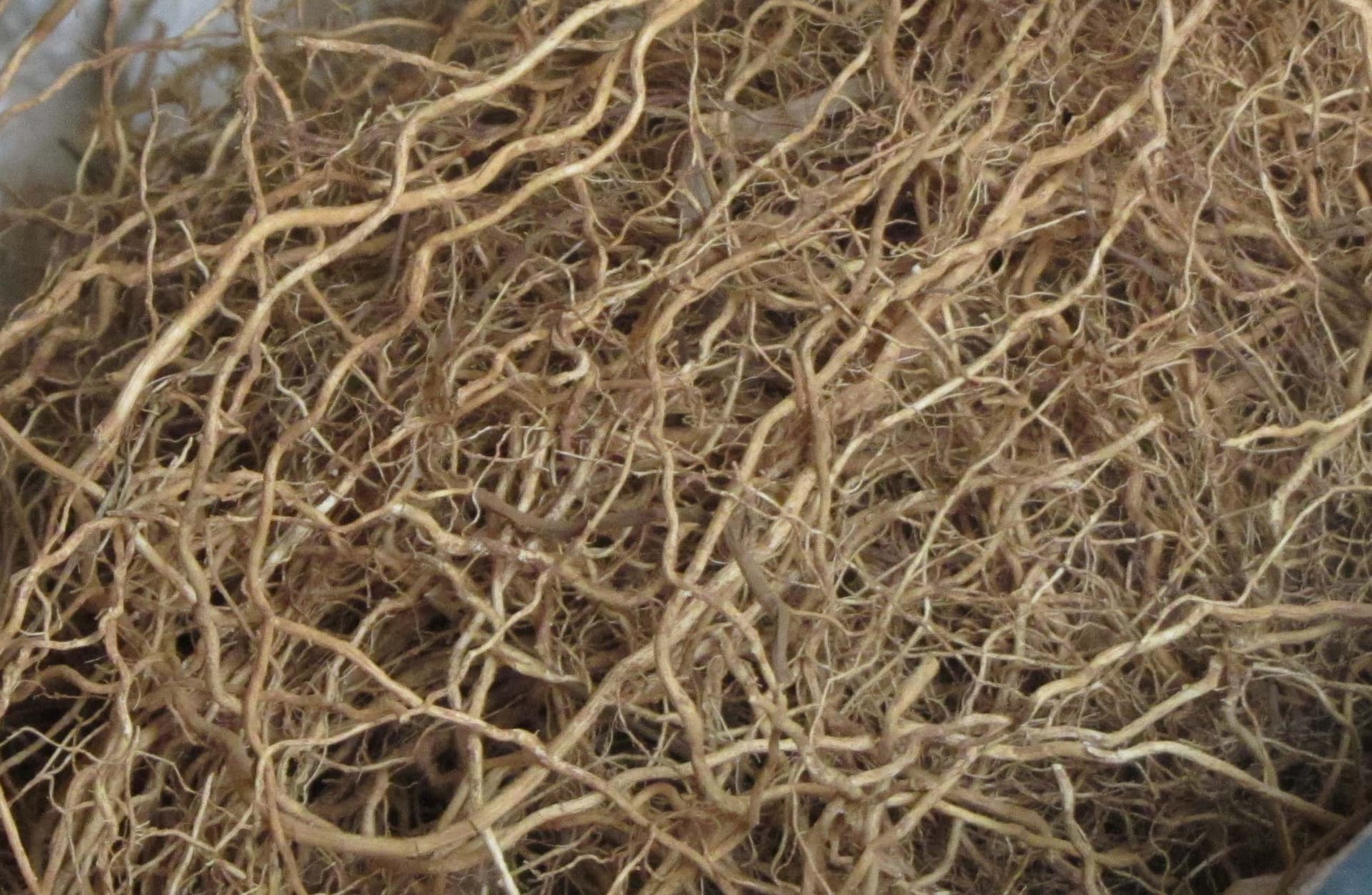 Vetiver-Wurzeln nach der Ernte - das dichte, faserige Wurzelgeflecht liefert das ätherische Öl