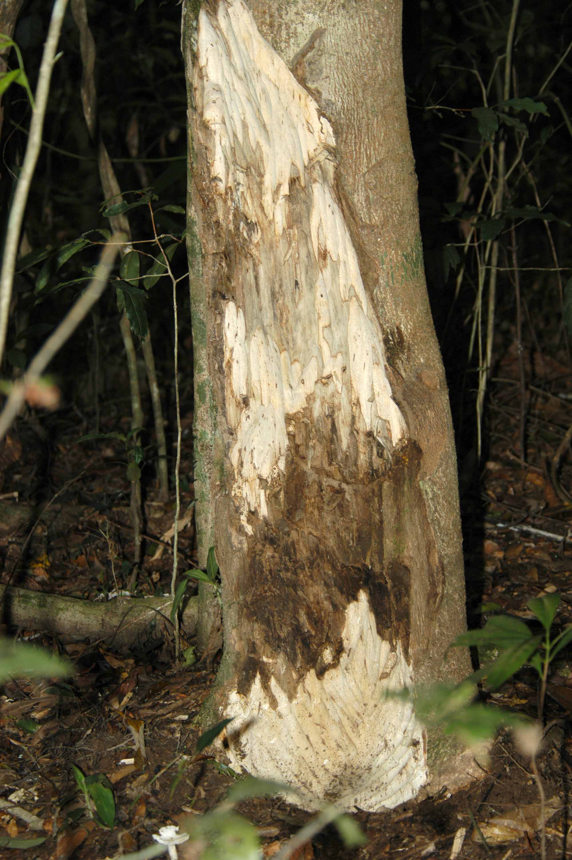Aquilaria crassna Baum in Thailand. Wilderer entfernten die Rinde, um die Harzbildung auszulösen.