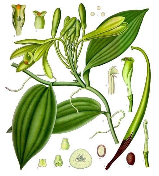 Vanilla planifolia - Botanische Illustration aus Köhlers Medizinal-Pflanzen (1897)